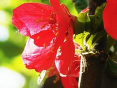 -石家庄市植物园