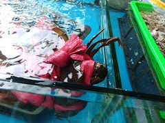 -马王堆海鲜水产市场
