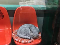 -猫咪博物馆(顶澳仔猫街店)