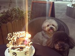 -Oh My Dog宠物沙龙(伊珊娜皮毛护理店)