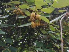 -山王坪喀斯特国家生态公园