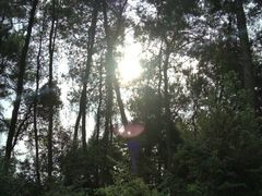 -铁山坪森林公园