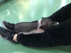 -藦茜花园宠物主题亲子互动体验馆(国顺东路店)
