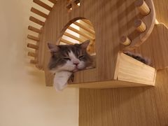 -猫和宫(六道口店)
