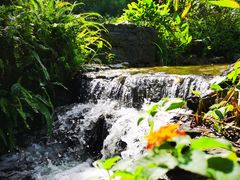 -东莞植物园
