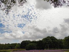 -上海滨江森林公园
