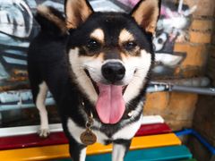 -柴犬高等学院·狗咖·柴犬售卖·宠物训练