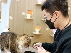 -COLOR PETS 撸猫馆·购猫·猫咖(长风大悦城店)