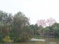 -大湾区中央湿地公园
