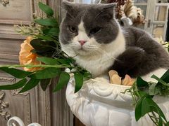 -共舞时光猫咖·狗咖(新街口店)