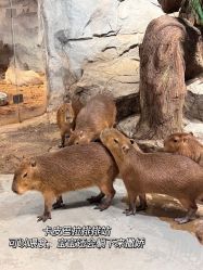 -Zoolung Zoolung动物主题公园(海信广场店)