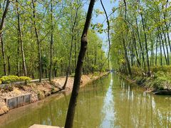 -合肥滨湖国家森林公园