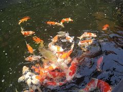 -华庭苑农家乐(旺山店)