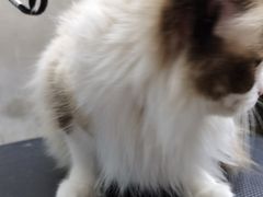 -PETKIT小佩宠物·低压洗护(国顺东路店)