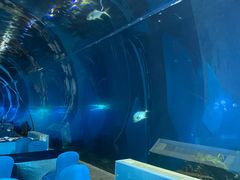 -海棠湾洲际-涛·海底餐厅·美人鱼·自助餐·海底隧道