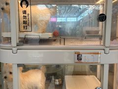 -翊宠yipet猫狗购宠庄园犬舍•猫舍