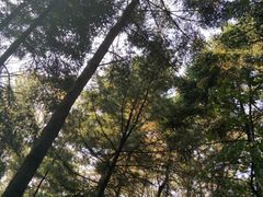 杉木园-沈阳植物园