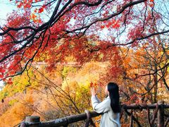 -少华山国家森林公园