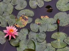 -深圳国际园林花卉博览园