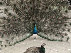 -石家庄市动物园