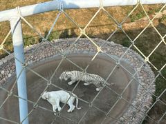 -西霞口神雕山野生动物世界