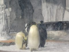 -海合安武汉极地海洋公园