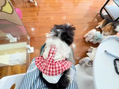 -汪说·狗咖·拼豆·宠物周边DIY(旺城大厦店)