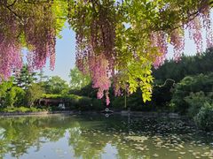 -嘉定紫藤园
