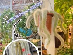 -双季花艺园艺市场(浦东店)