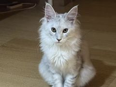-博特宠物医院24h犬猫全科.骨科·异宠