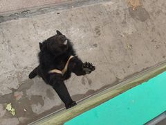 -西霞口神雕山野生动物世界