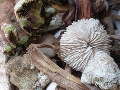 -山东柏宁水族批发广场