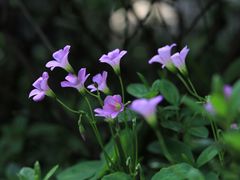 -巴倒烫陆派重庆火锅(南山店)