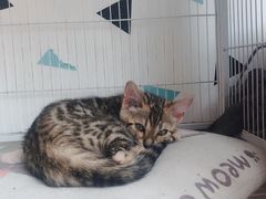 -Cappucimeow猫咪咖啡馆(韦伯时代店)
