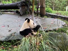 -都江堰中华大熊猫苑