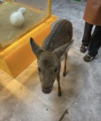 -神奇动物撸宠馆·羊驼·小浣熊·异宠(豫园店)