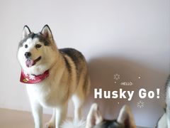 -Husky Go! 哈士奇体验馆·宠物咖啡厅狗咖