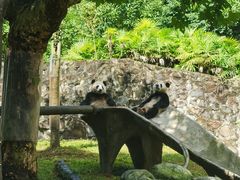 -都江堰中华大熊猫苑