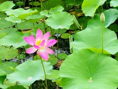 -莲花池公园