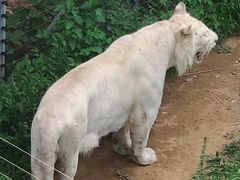 -石家庄市动物园