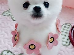 -翊宠yipet猫狗购宠庄园犬舍•猫舍