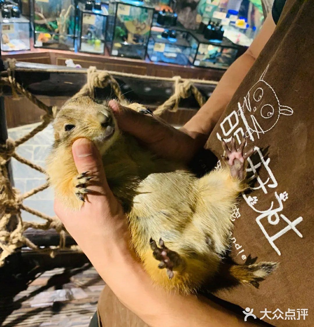 萌宠社[胜利]小朋友最爱的室内动物园