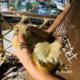 萌宠社[胜利]小朋友最爱的室内动物园