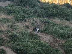 -企鹅岛