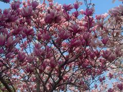 -合肥滨湖国家森林公园