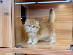 -猫十亿·布偶金渐层·曼基康矮脚猫舍(青年路店)