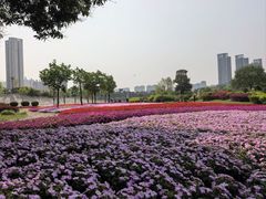 -文华公园(禅城区)