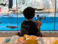 -帝企鹅自助餐厅•儿童岛•真企鹅(长隆企鹅酒店)