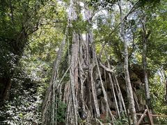 -中国科学院西双版纳热带植物园