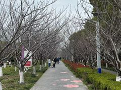 -高东镇樱花园